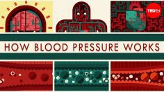 How blood pressure works – Wilfred Manzano