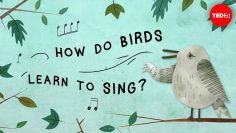 How do birds learn to sing? – Partha P. Mitra