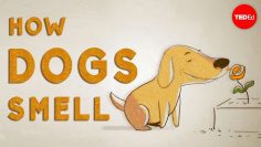 How do dogs see with their noses? – Alexandra Horowitz