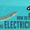 How do fish make electricity? – Eleanor Nelsen