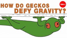 How do geckos defy gravity? – 埃莉诺·尼尔森