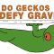 How do geckos defy gravity? – Eleanor Nelsen