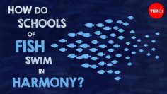 How do schools of fish swim in harmony? – Nathan S. Jacobs