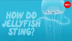 How does a jellyfish sting? – Neosha S Kashef