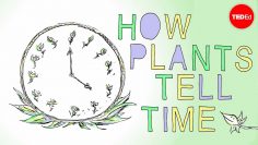 How plants tell time – Dasha Savage