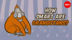 How smart are orangutans? – Lu Gao