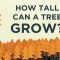 How tall can a tree grow? – Valentin Hammoudi