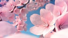 How to Make Cherry Blossoms in Blender