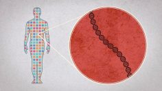 How to sequence the human genome – Mark J. Kiel