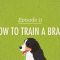 How to Train a Brain: Crash Course Psychology #11