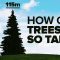 How Trees Bend the Laws of Physics