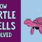 How turtle shells evolved… twice – Judy Cebra Thomas