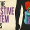 How your digestive system works – Emma Bryce