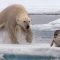 Hungry Polar Bear Ambushes Seal | The Hunt | BBC Earth