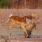 Impala Miraculously Escapes Jaws Of Leopard | The Hunt | BBC Earth