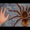 Incredible Spiders – National Geographic, Full Documentaries HD