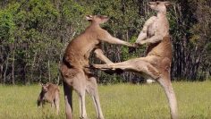 Kangaroo Boxing Fight | Life Story | 英国广播公司地球