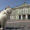 Katzen: die außergewöhnlichen Einwohner der Eremitage von St. Petersburg