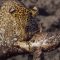 Leopard Learns How to Catch a Fish | BBC Earth