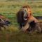 Lion Trapped by Clan of Hyenas | Dynasties | BBC Earth