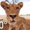 Lions 360° | National Geographic