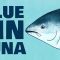 Meet the bluefin tuna, the toughest fish in the sea – Grantly Galland and Raiana McKinney