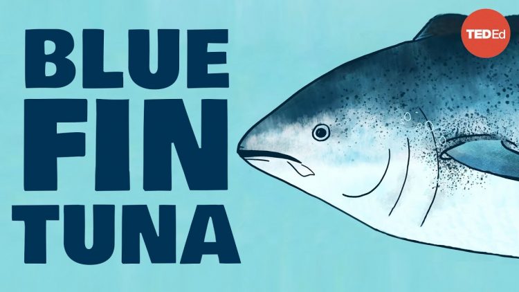 Meet the bluefin tuna, the toughest fish in the sea – Grantly Galland and Raiana McKinney