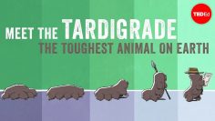 Meet the tardigrade, the toughest animal on Earth – Thomas Boothby