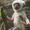 Monkey Troop Mourns the Death of Baby Together | BBC Earth