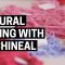 Natural Dyeing with Cochineal