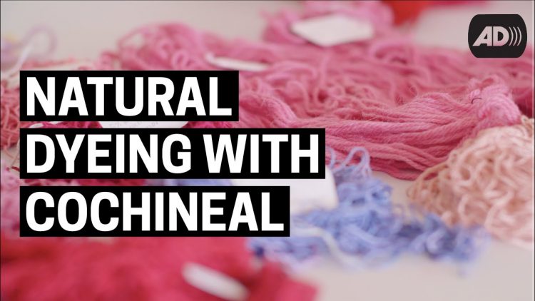 Natural Dyeing with Cochineal (with Audio Description)