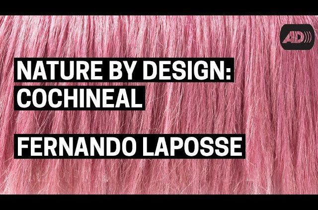 Nature by Design: Cochineal | Fernando Laposse (with Audio Description)