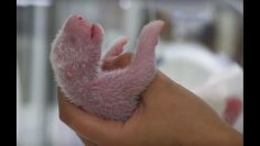 New-born Panda Reunited With Mother | Panda Babies | 英国广播公司地球