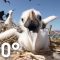 ‘Pirate Birds’ of the Tropics 180 | National Geographic