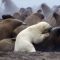 Polar Bear vs Walrus | Planet Earth | BBC Earth