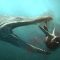 Predator X hunts in deep water | Planet Dinosaur | BBC