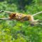 Proboscis Monkeys Leap Into Crocodile-Infested River | BBC Earth