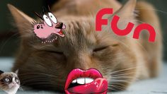 ROYALTY FREE Funniest Humorous Cat Video Music / Happy Background Music Royalty Free MUSIC4VIDEO