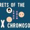 Secrets of the X chromosome – Robin Ball