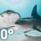 Shark Encounter in 180: Worth More Alive | National Geographic