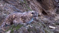 Snow Leopard Hunting | 行星地球 | Archive by Category "場景體驗