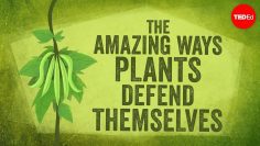 The amazing ways plants defend themselves – Valentin Hammoudi