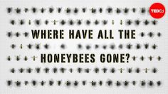 The case of the vanishing honeybees – Emma Bryce