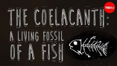 The coelacanth: A living fossil of a fish – Erin Eastwood