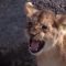 The Dangers of Being a Lion Cub | Lions: Spy in the Den | BBC Earth