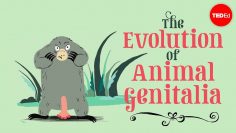 The evolution of animal genitalia – Menno Schilthuizen