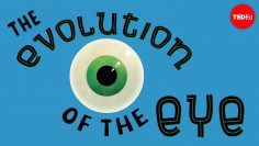 The evolution of the human eye – Joshua Harvey