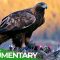 The Golden Eagle – Master of the Sky | Free Documentary Nature