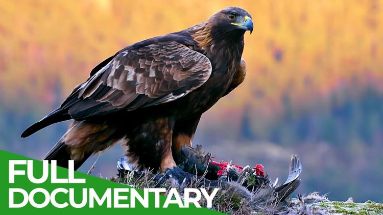 The Golden Eagle – Master of the Sky | Free Documentary Nature