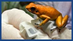 The golden poison frog: Like holding a loaded gun | Guardian Docs